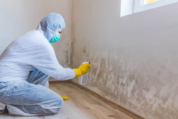 Mold Remediation specialist working in Willow Hill